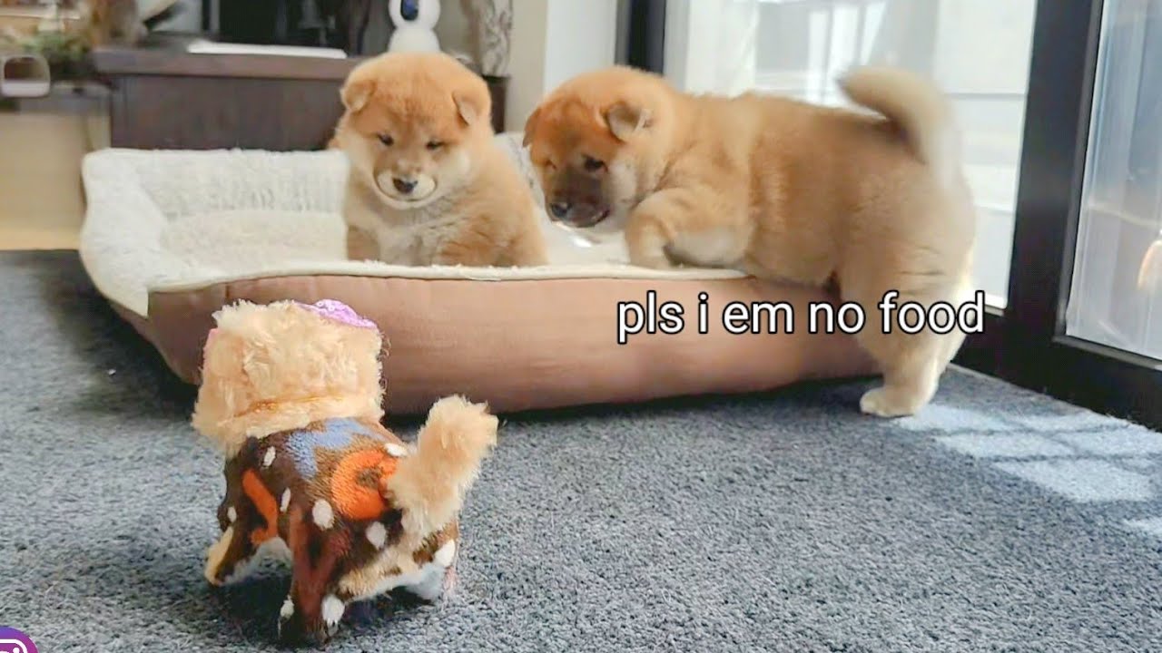 aw lawd he comin!