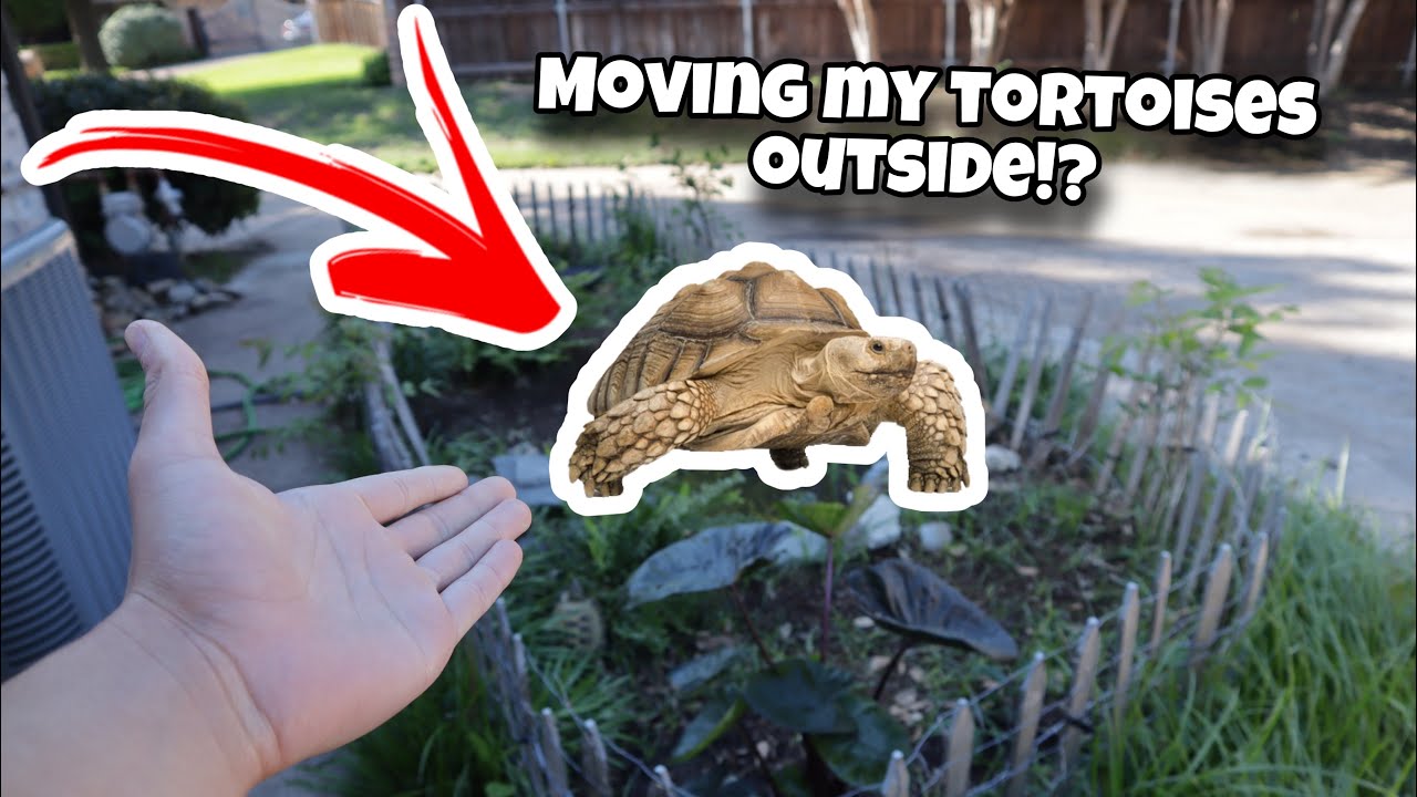 Moving My African Sulcata Tortoises Outside!! (Outdoor Enclosure)