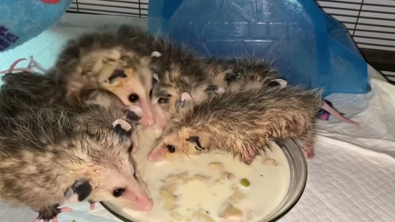 Possum Party