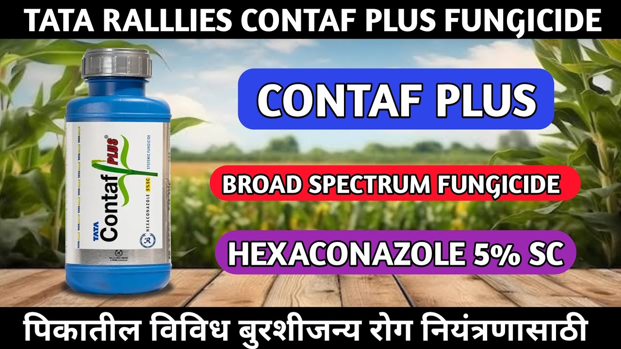 Contaf plus | Hexaconazole fungicide | Contaf plus fungicide price