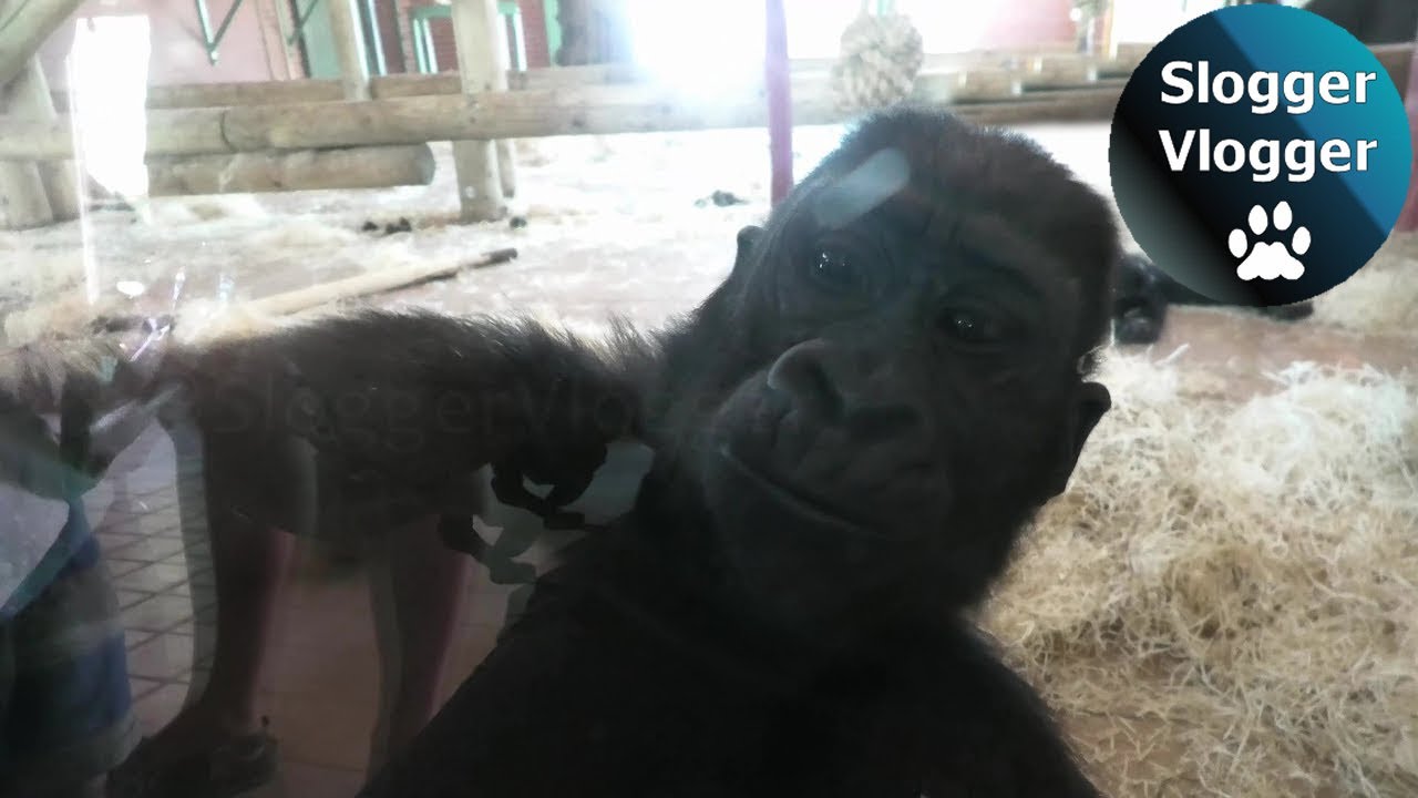 Silverback Gorilla Can Take Only So Much From His Sons