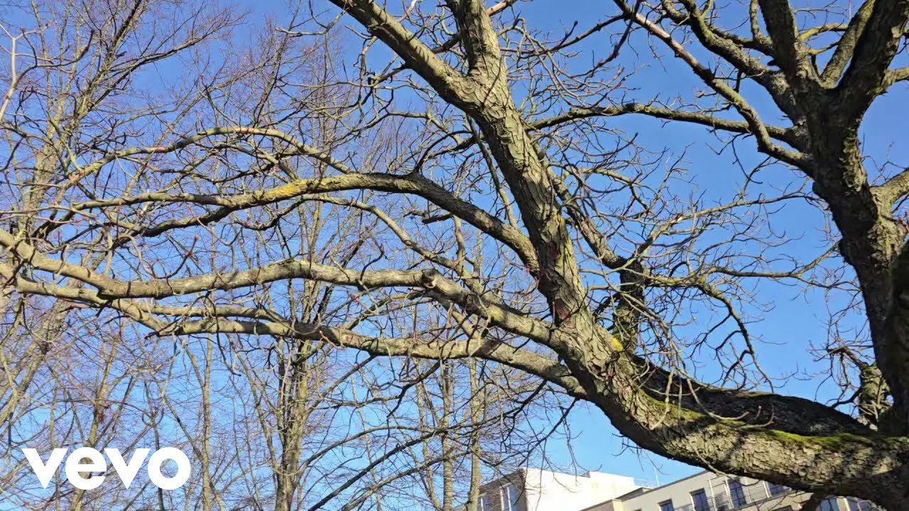 SHOR - DEAD TREES
