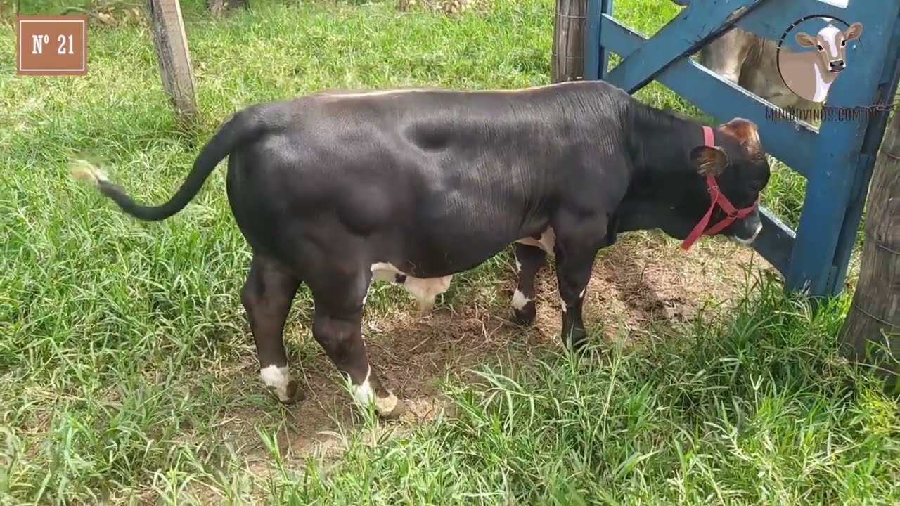 NOVILHA N&ordm;21 - Mini Bois e Mini Vacas em Ribeir&atilde;o Preto/SP