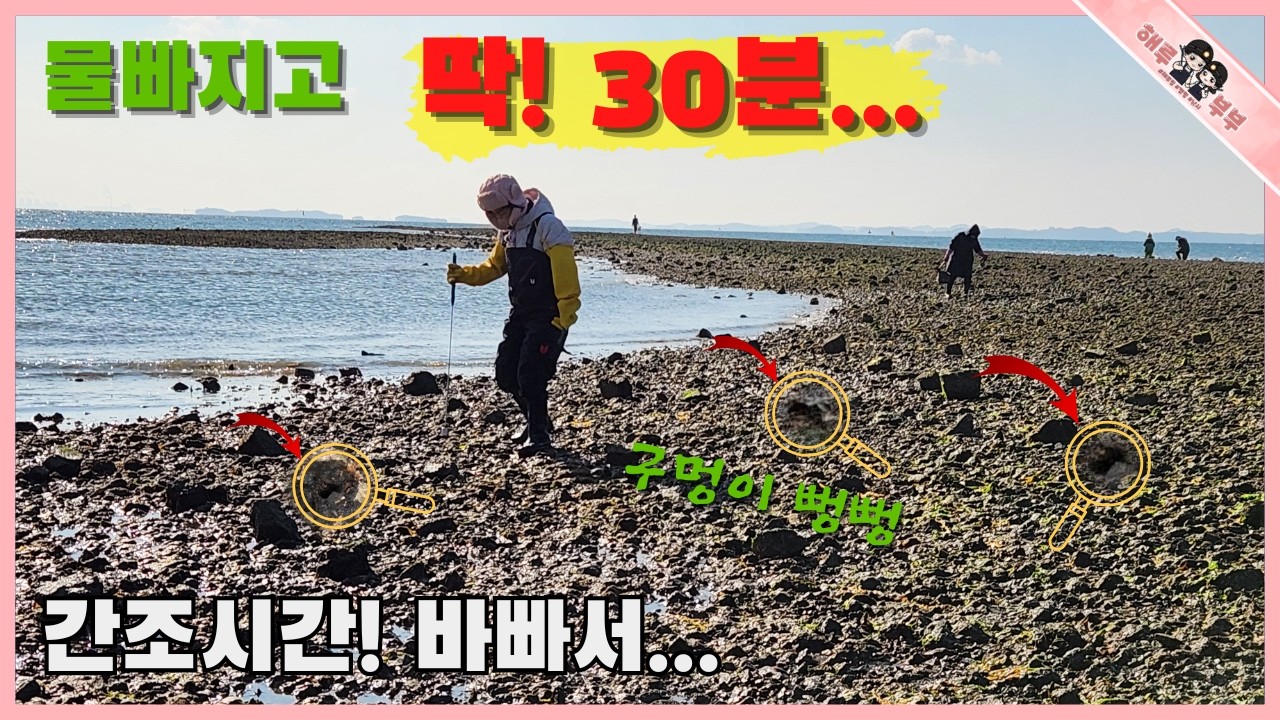 물빠지는 간조시간 30분 정신없이 잡는 포인트!