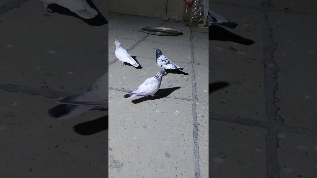 حبايب هاذا اول مقطع بهاي القناة اريد تفاعلكم سولي واهس😂