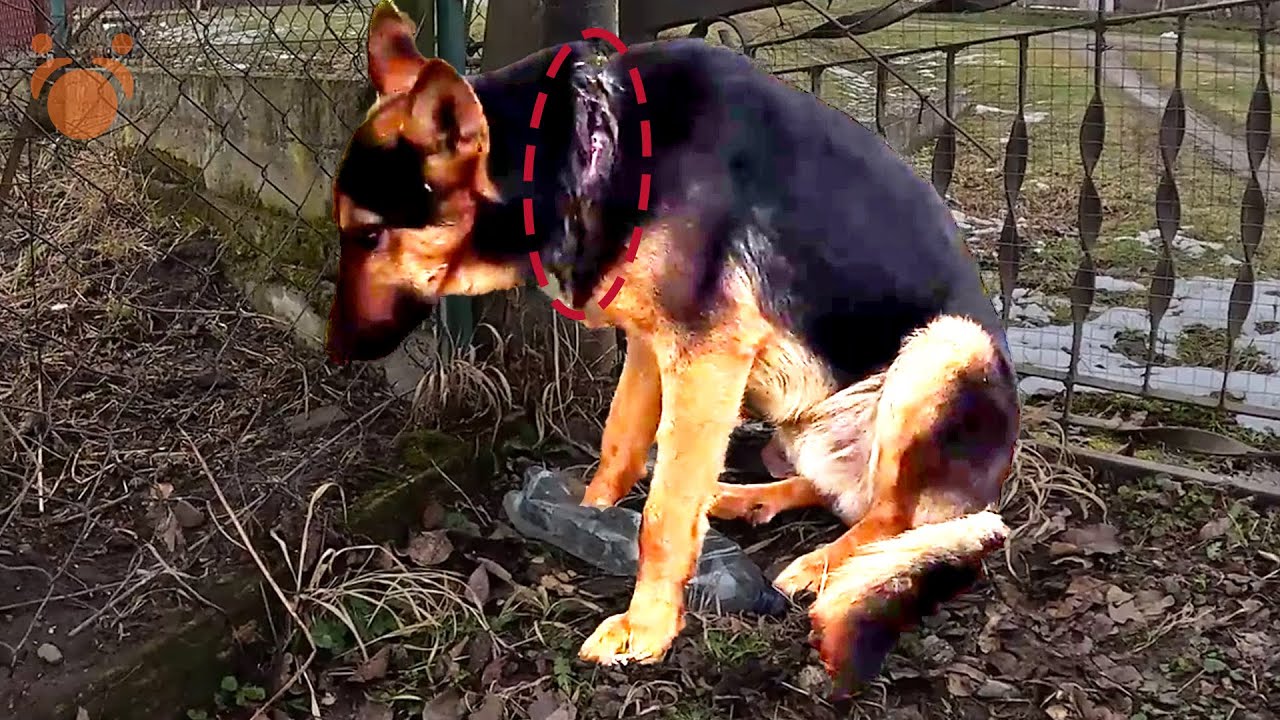 They Found a Hurt German Shepherd Dog and That's Not All!