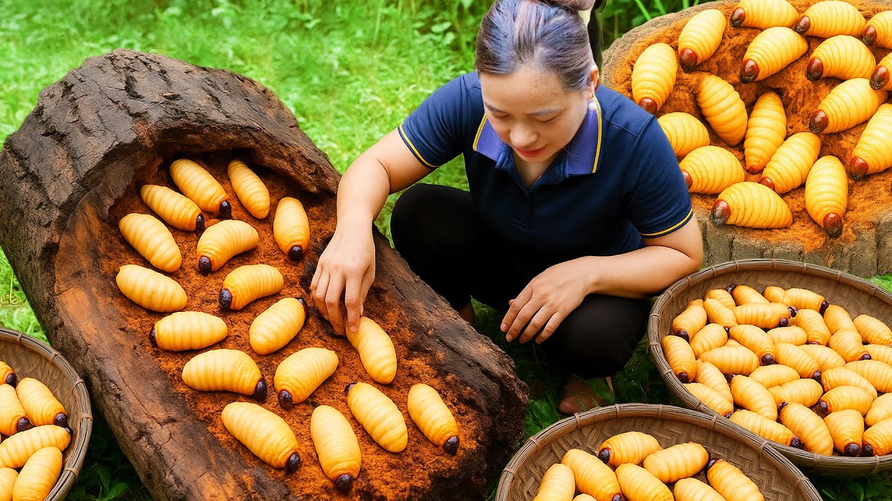 Harvesting Group of Coconut Worm and Bring to the Market to Sell - Daily Work Of Pregnant Women