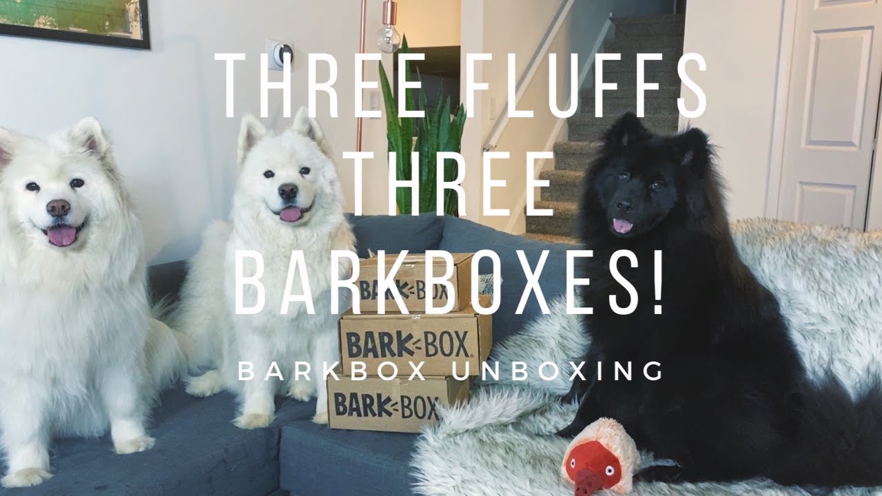 Three Excessively Fluffy Pups Unbox Three BarkBoxes! | Samoyed and Eurasier Friends!