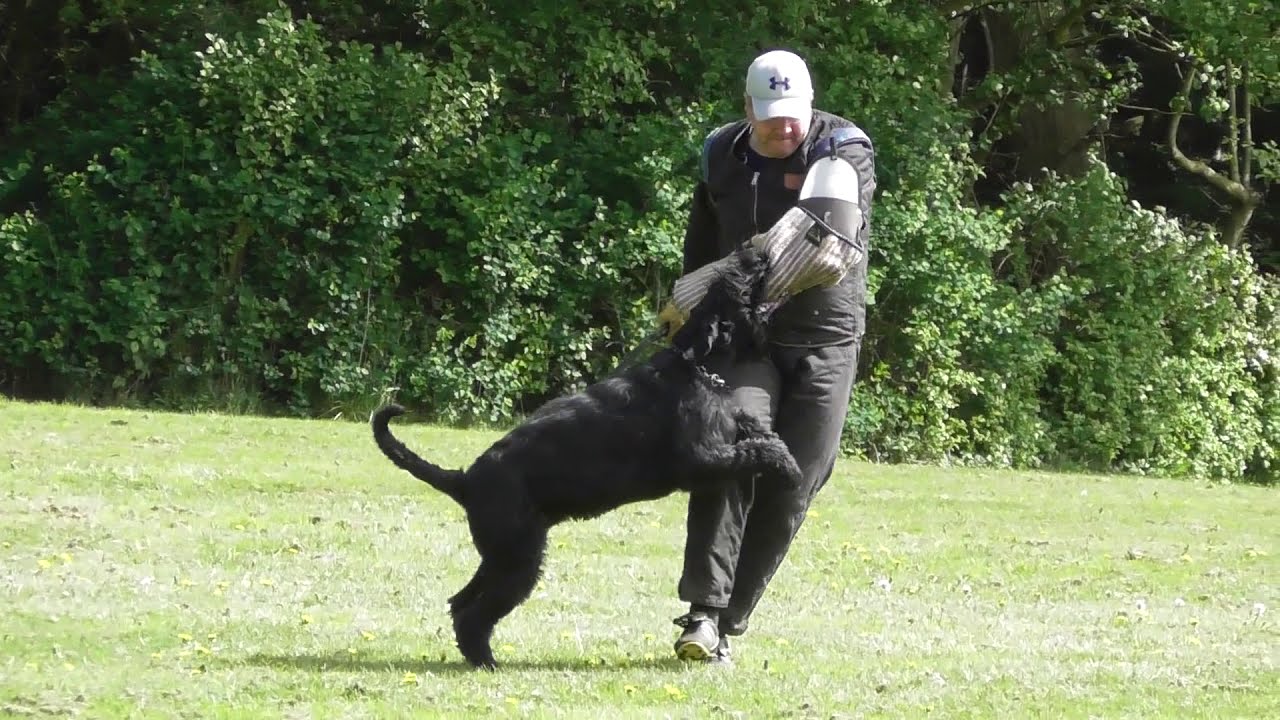 Riesenschnauzer IGP3 2019 Bentley vom Nordexpress