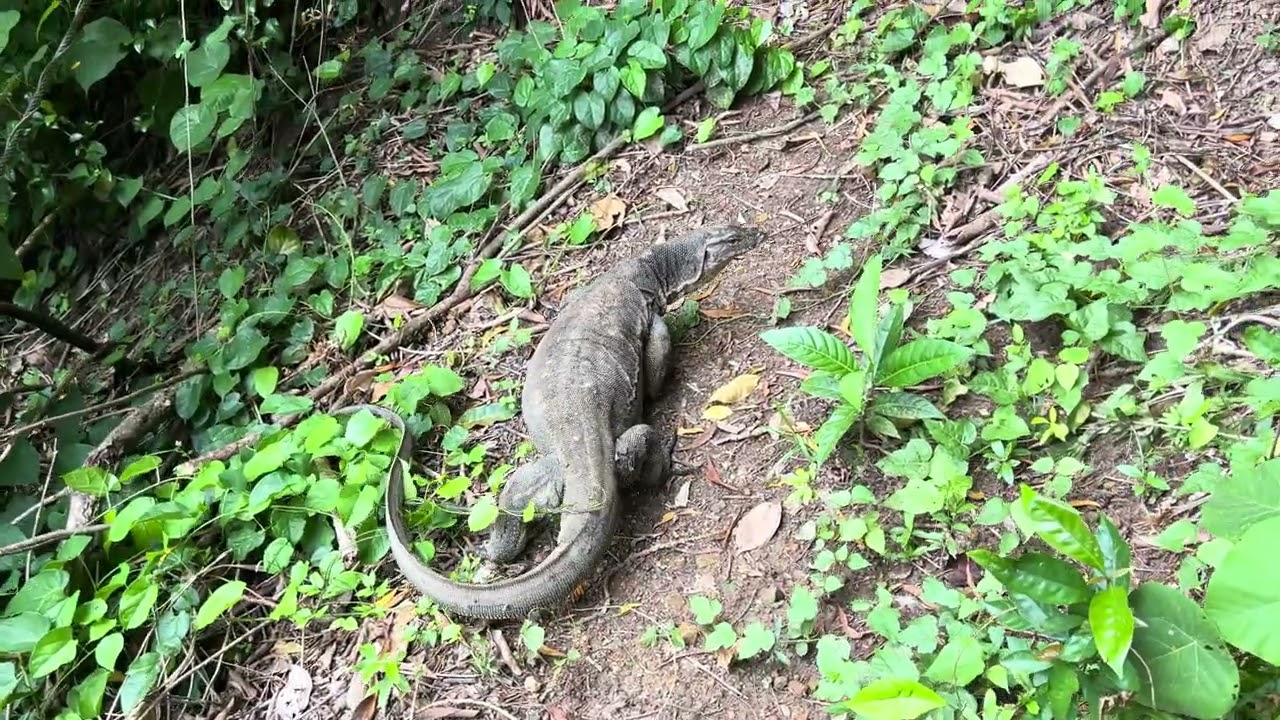 Unexpected Encounter: Meeting a Wild Lizard