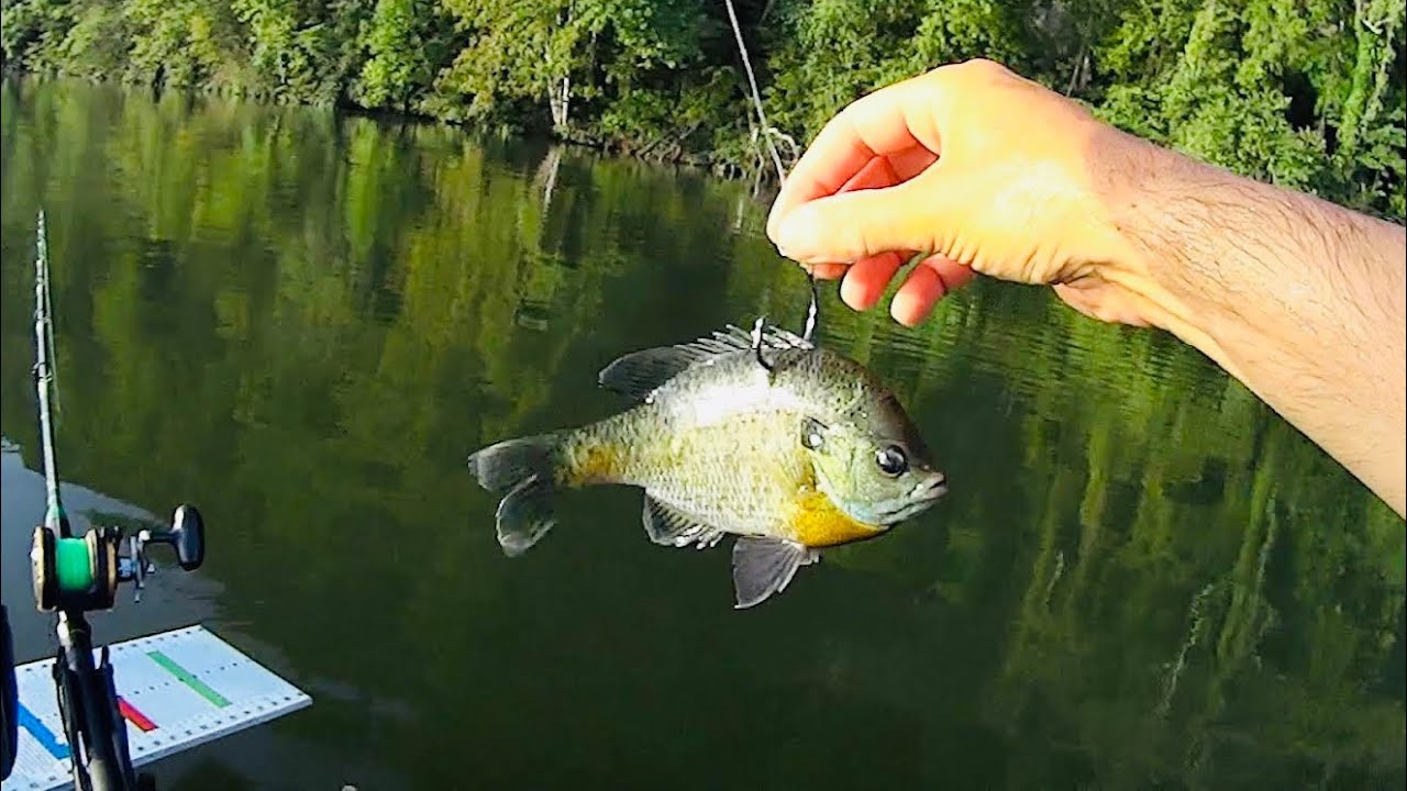 Live Baiting Catfish On The Clinch River