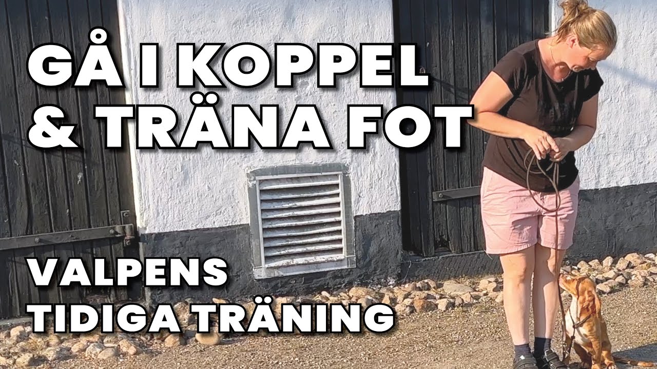 Hur tränar vi fot och att i gå koppel med valpar? Följ våra jaktspaniels utveckling.