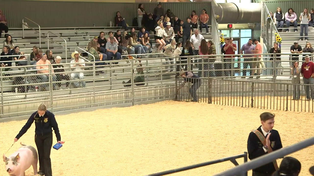 2025 CFISD Livestock Show-Swine Show | Jan 31, 2025