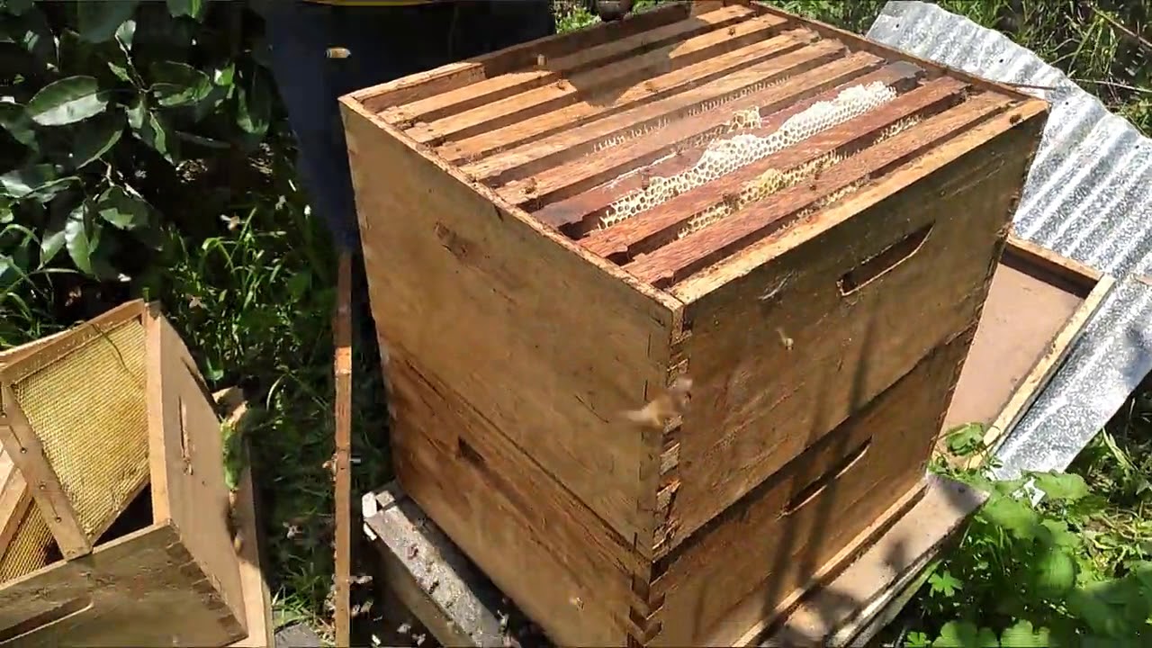 Variedades de Floraciones y Puesta de alzas para Cosecha de MIEL MIL FLORES 2020