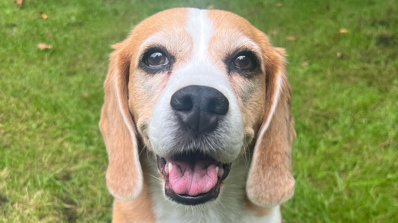 Beagle Gina - home agility training ❤️