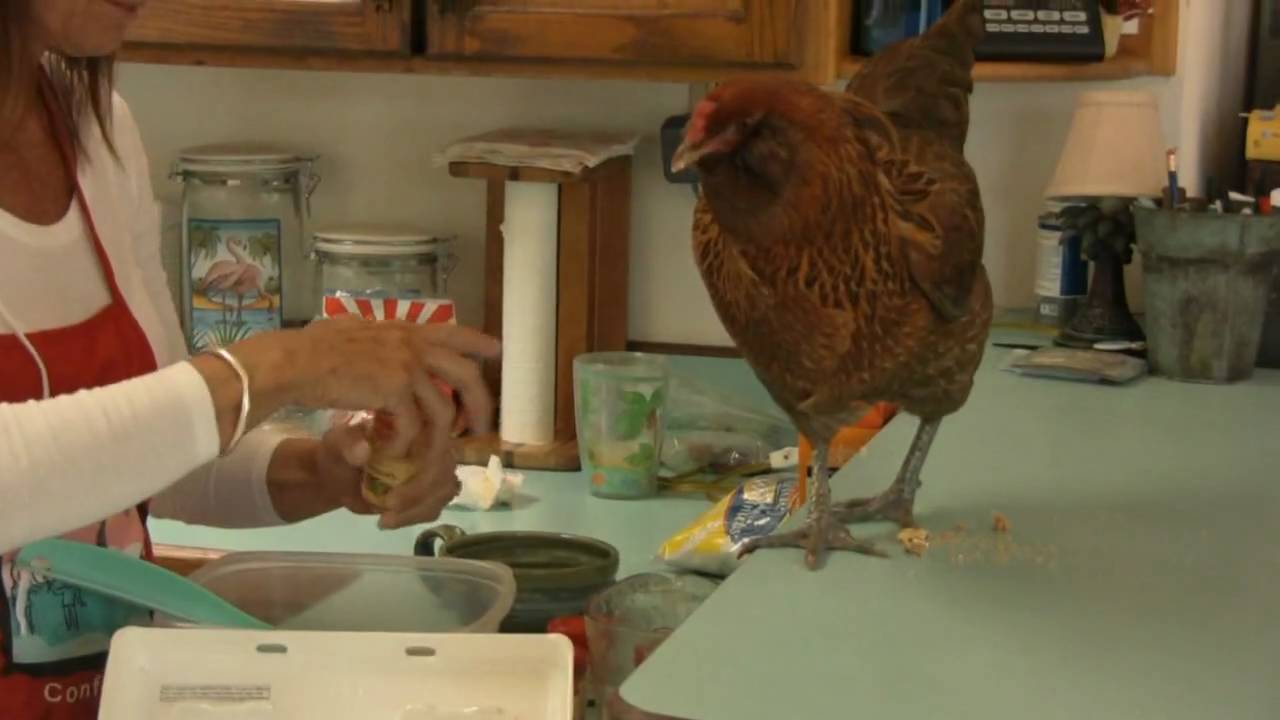 Pet Chicken Helps Out In The Kitchen