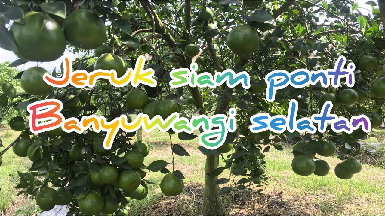 Jeruk dataran rendah di banyuwangi selatan