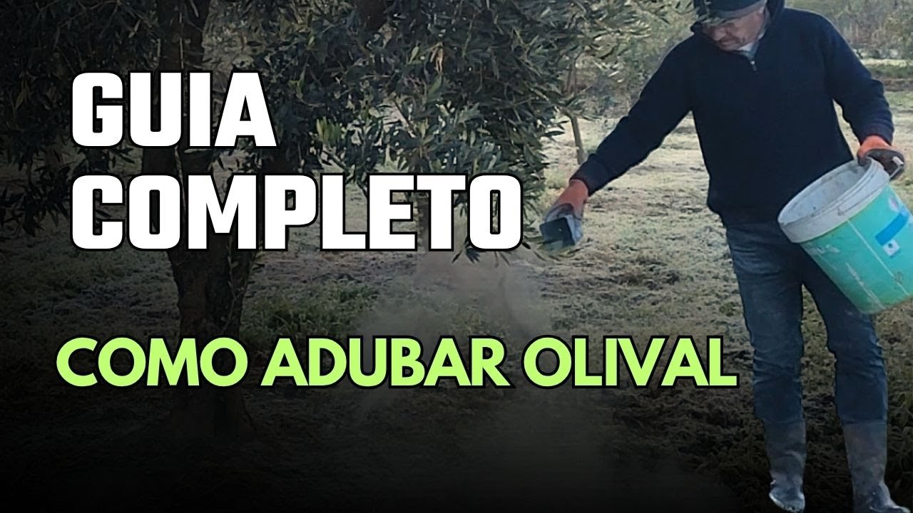 Qual o Melhor Adubo para Oliveiras? Guia Completo para Alta Produção