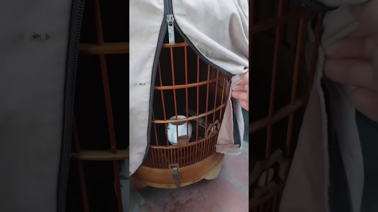 Nguyên nhân Vì sao luyện hót cho chim họa mi không hót