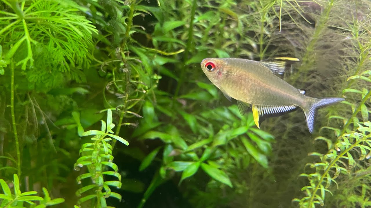 Lemon Tetra (hyphessobrycon pulchripinnis) - perfect beginner fish