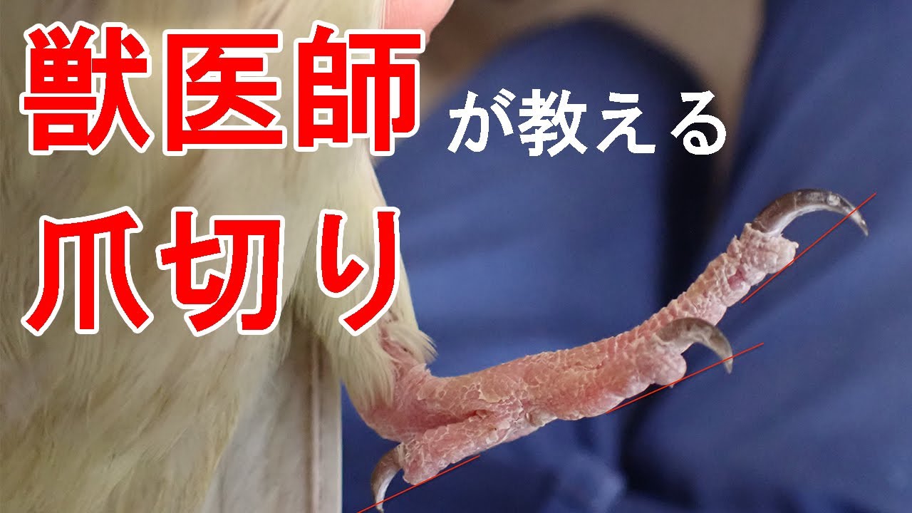 【小型の鳥】獣医師が教える爪切り ③/3