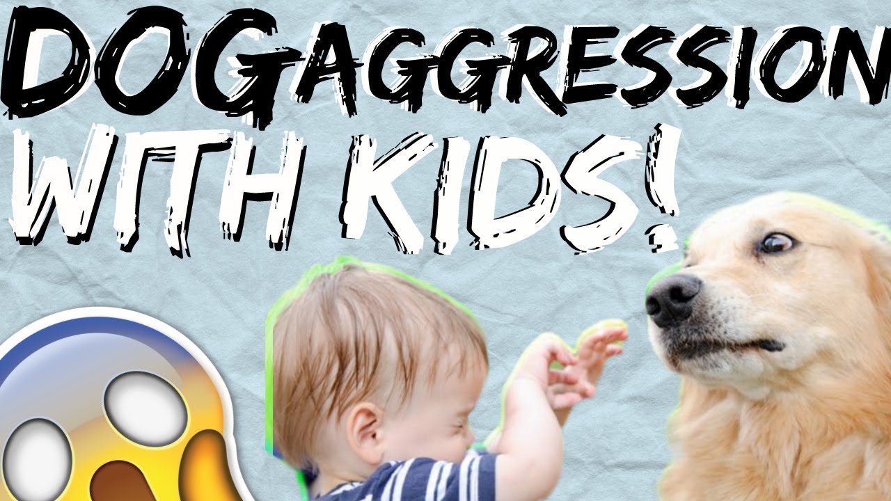 My dog doesn't like kids- Why is my dog aggressive towards kids?