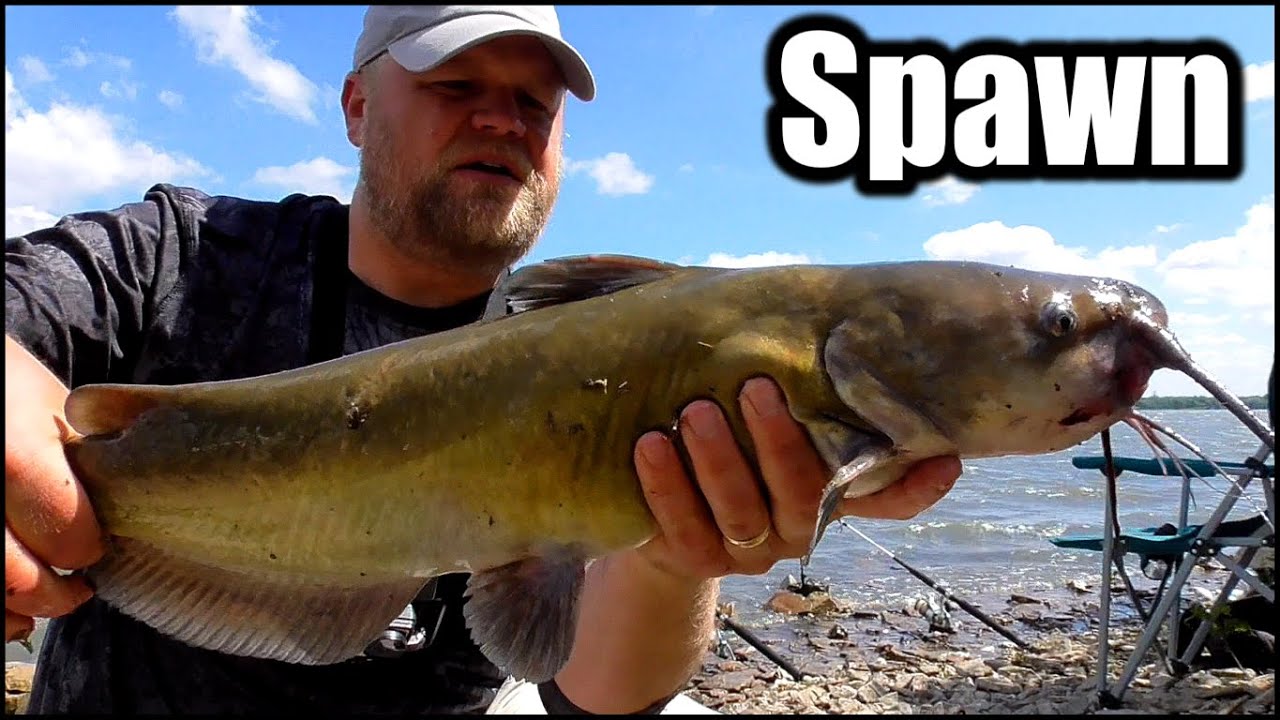 Catfishing During SPAWN! (Bank Fishing for Channel Catfish)