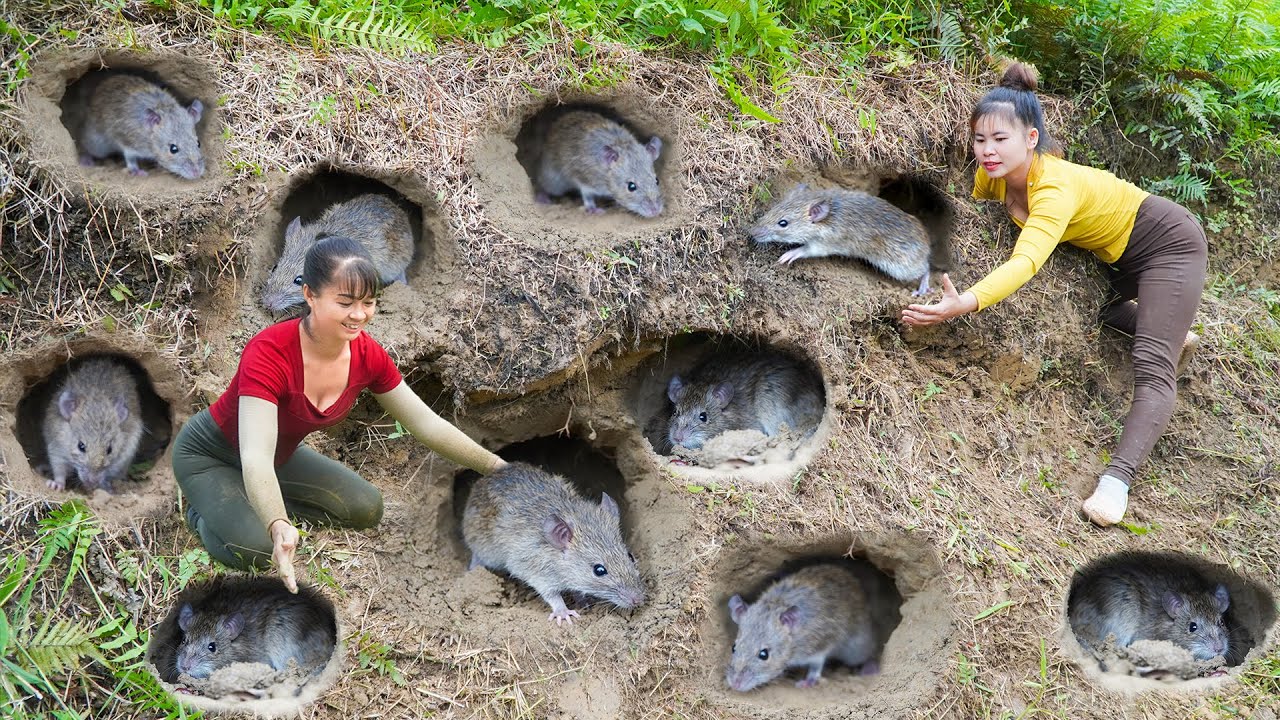 Catch Field Mice, Many Fish, Harvest Chicken Egg...Goes To Countryside Market Sell / Ly Tieu Toan