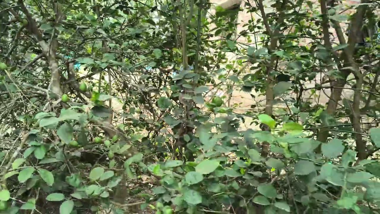 একটা গাছে এত পাতি লেবু! কল্পনা করা যায় না | Lemon Tree Full of Lemons | Village Nature