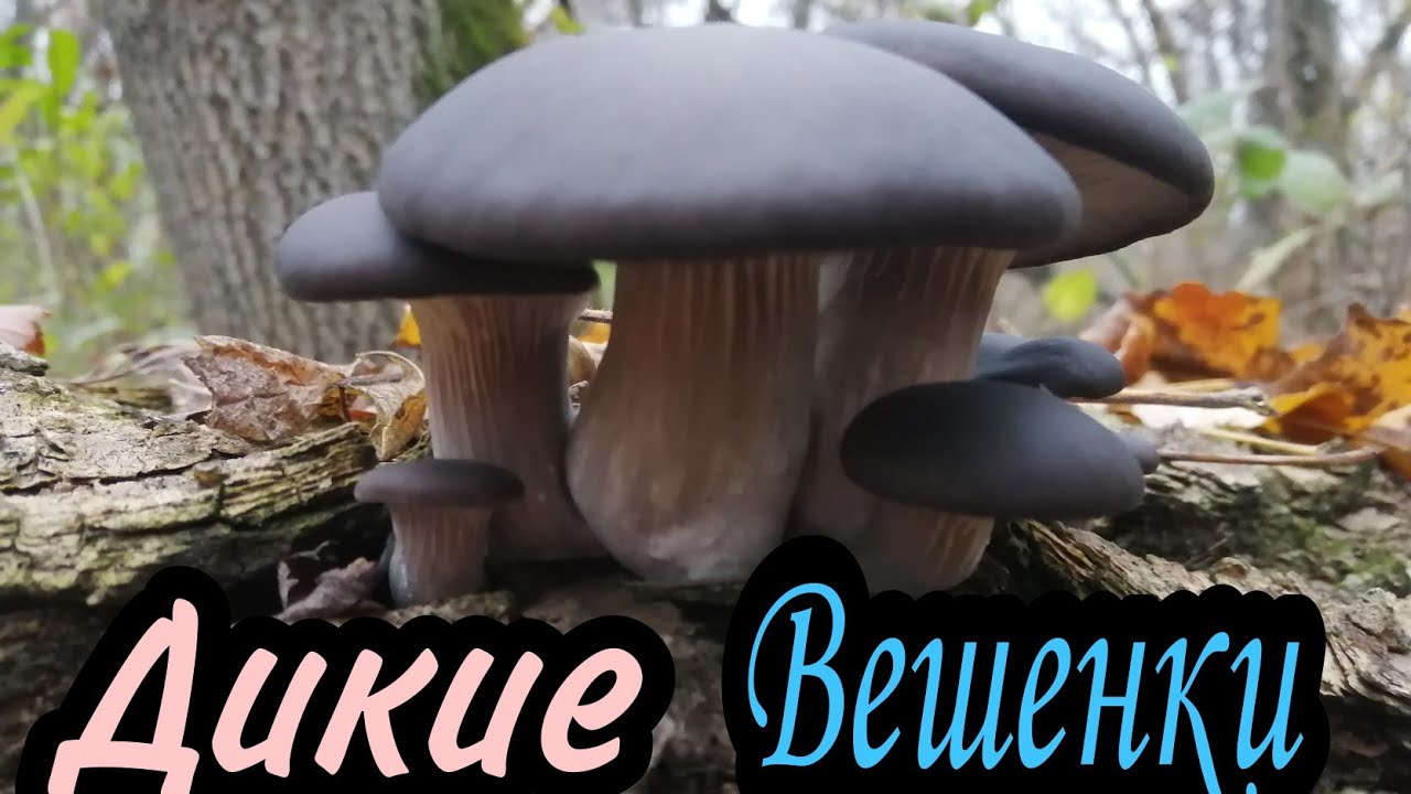 Дикие Вешенки!