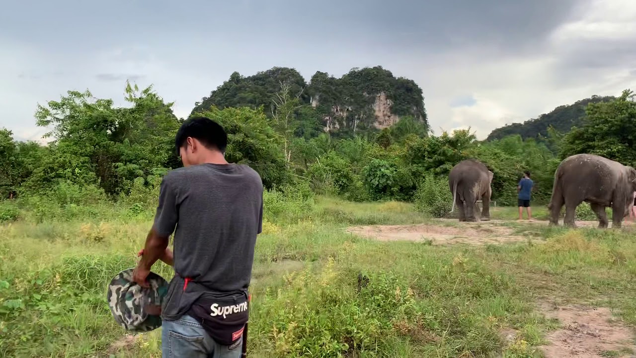 Krabi Elephant Sanctuary