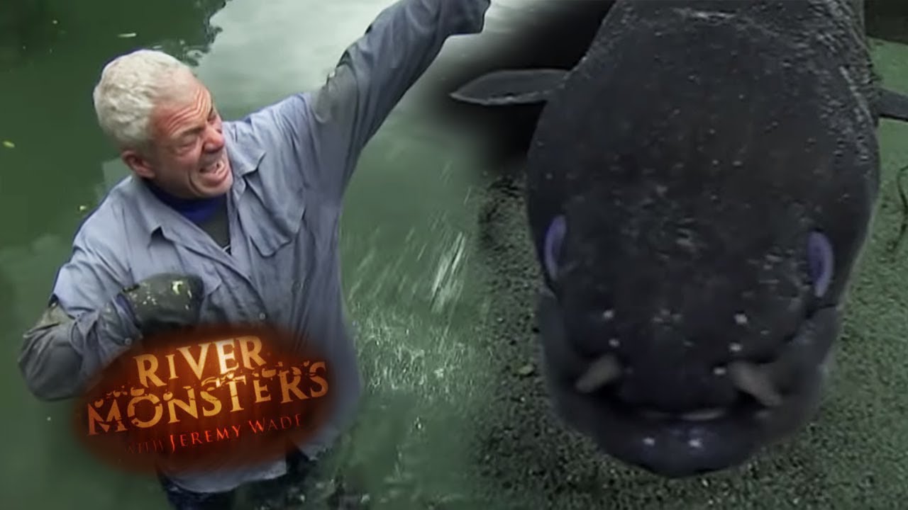 Swimming With WILD Bloodythirsty Eels | EEL | River Monsters