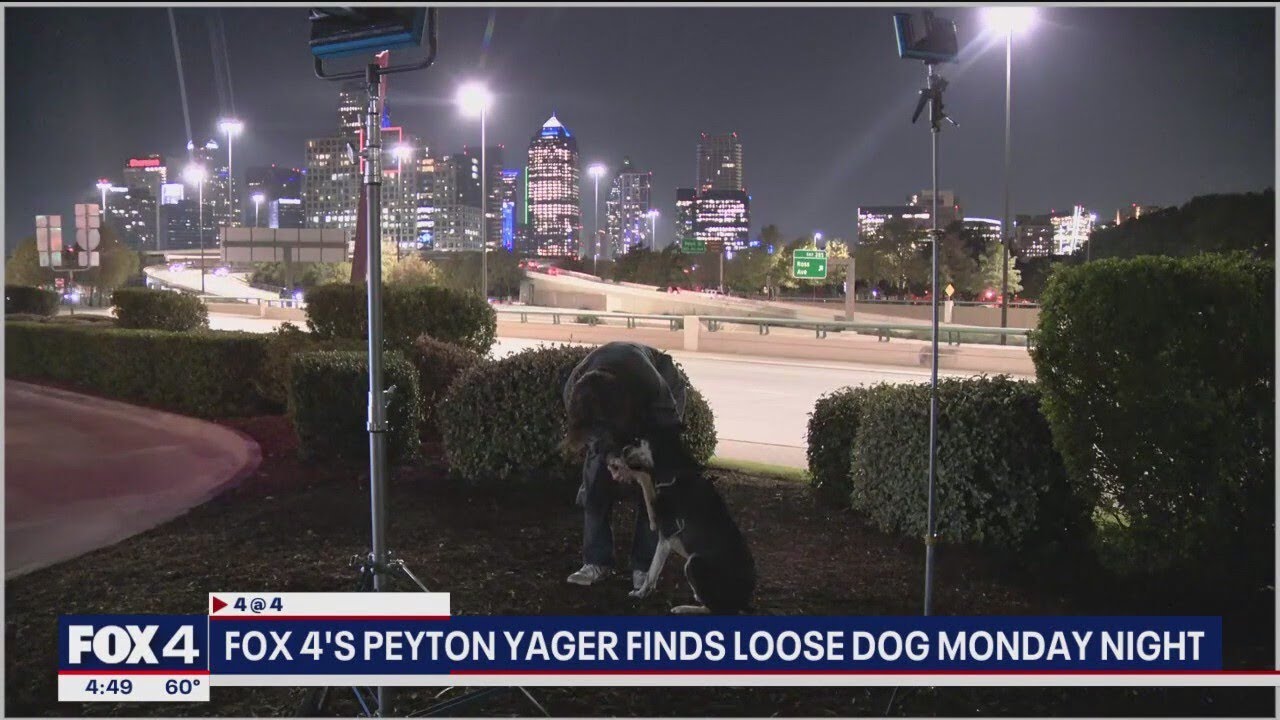 Loose dog walks up to FOX 4 reporter after owner abandoned him