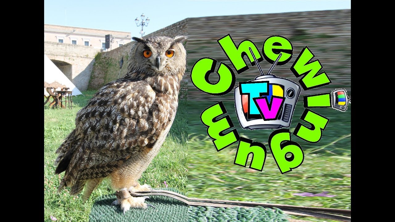 AQUILE, FALCHI, GUFI, CIVETTE, - LA FALCONERIA su CHEWINGUM TV LIVE
