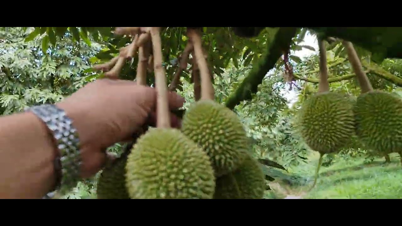 Trái Bằng Nào Thì Bón Phân Gốc Được? 
