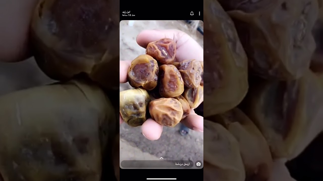 اصناف التمور في المملكه العربيه السعوديه من مركز ابحاث النخيل والتمور في الاحساء