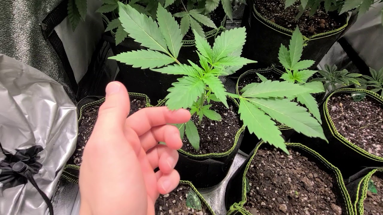 LA Kush Cake - They are looking pretty good now