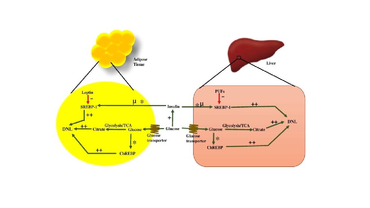Lipogenesis