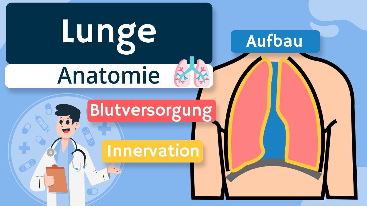 Lunge - Aufbau, Blutversorgung und Innervation einfach erkl&auml;rt