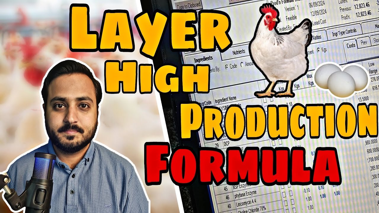 Layer High Production Feed Fromula || Least Cost Feed Formula For Layer Farming🐔🥚#docvlogs #Poultry