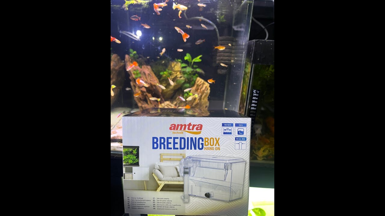 Unboxing Amtra aquarium breeder box #fishbreeding #aquarium #fishtank