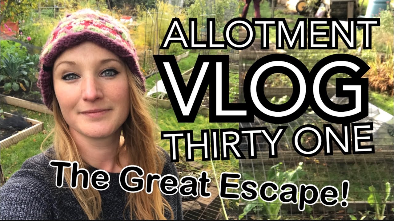 ALLOTMENT VLOG 31 - Mini Plot Tour, Talking Chillies and Sowing Field Beans!