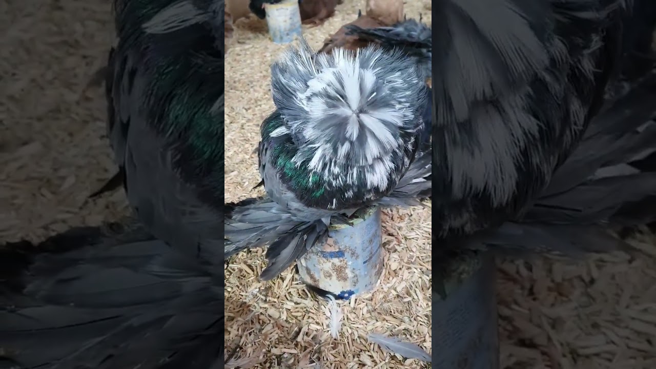 Blue mottle male bokhara from 2021
