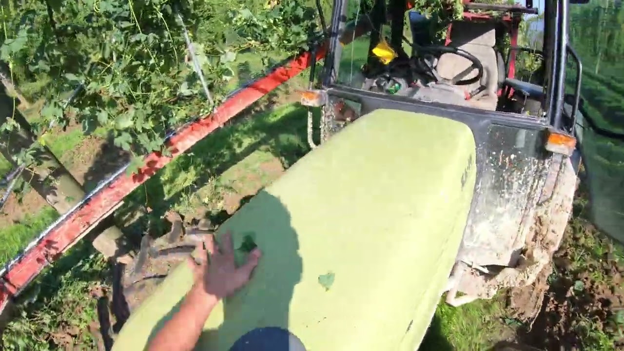 Hopfenernte 2K24