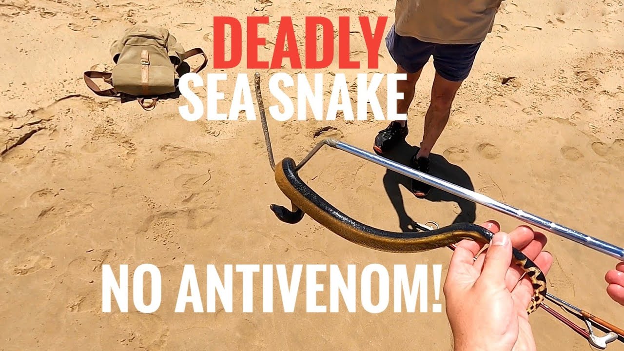 RARE Yellow-bellied sea snake stranded on busy beach!