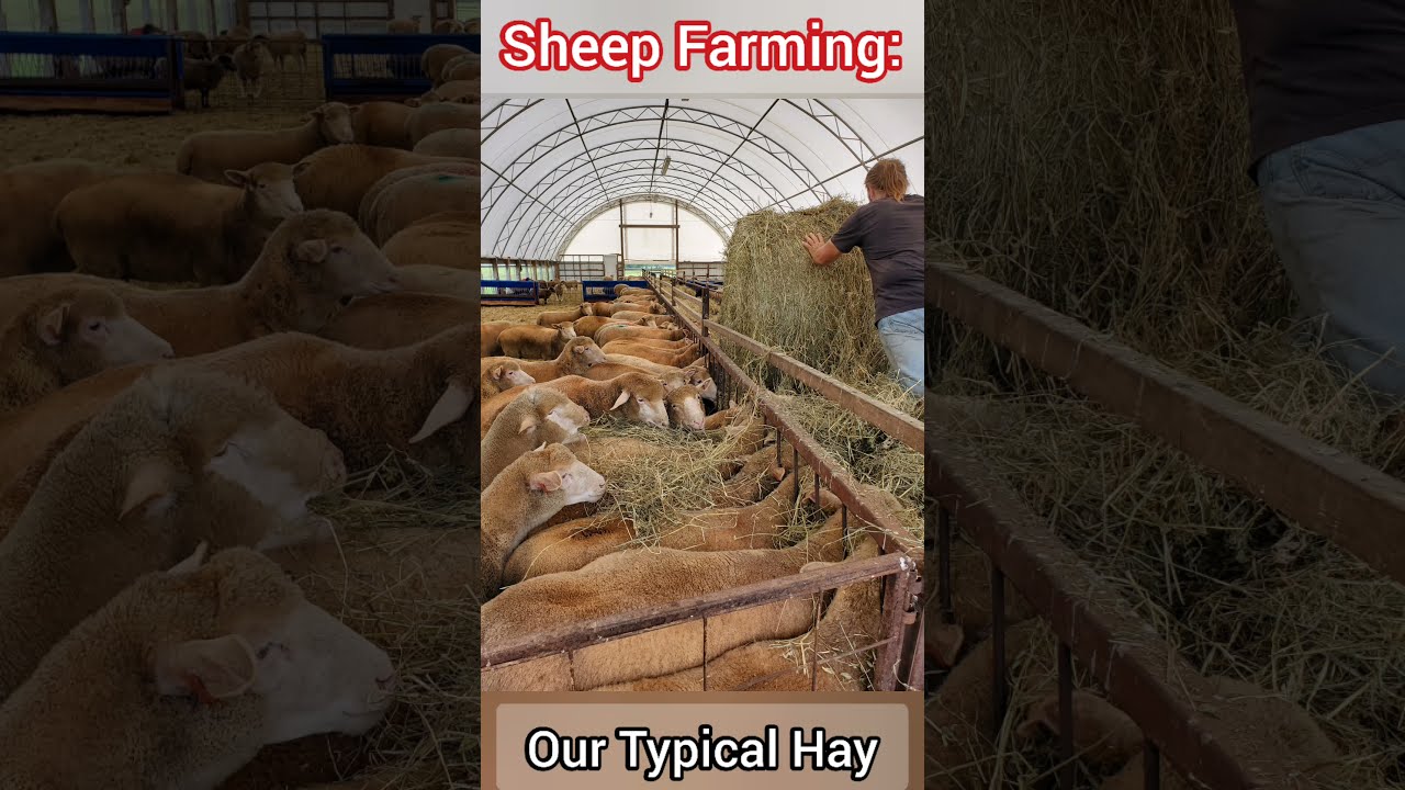 Sheep Farming: Our Typical Hay