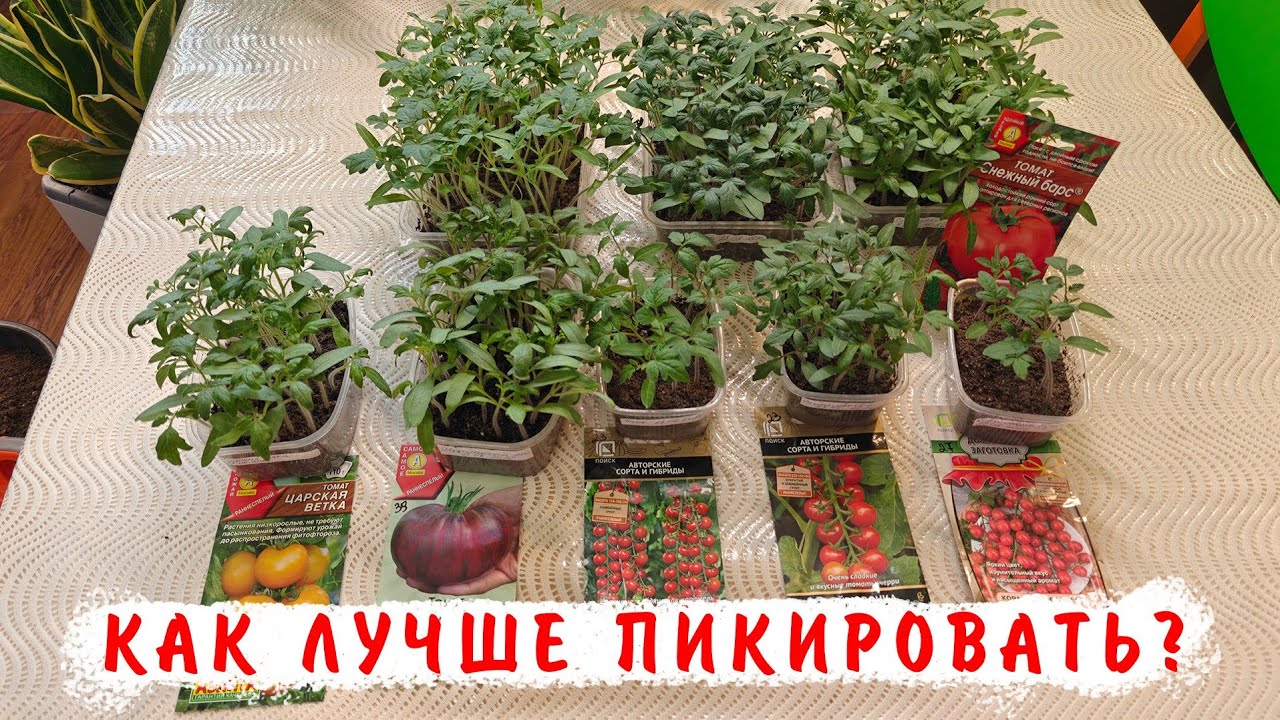 Правильная пикировка томатов!!! Объем стаканчика, грунт, удобрение и др. для пикировки томатов