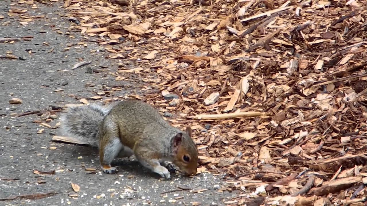 Popcorn, 2 Squirrels, and 1 Cute Chipmunk [ HD ]