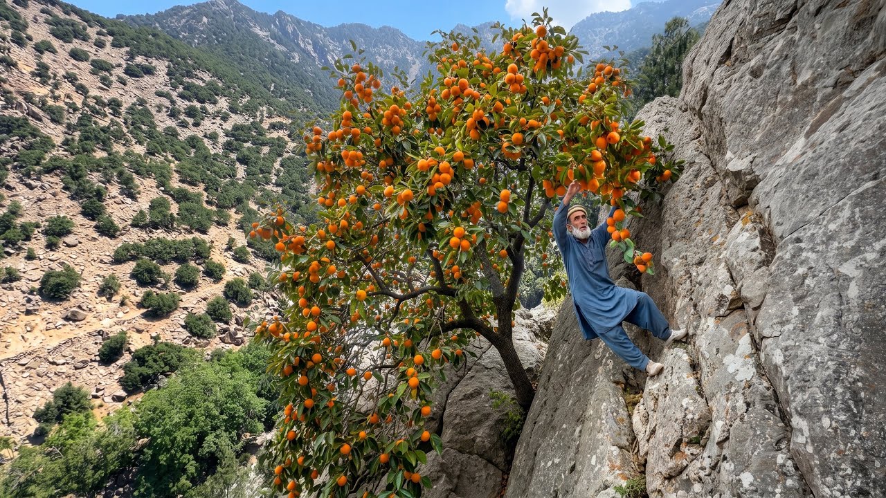 Afghan Grandpa Climbs Dangerous Mountains to Harvest Wild Walnuts | Life Far From Civilization 😱🏔️