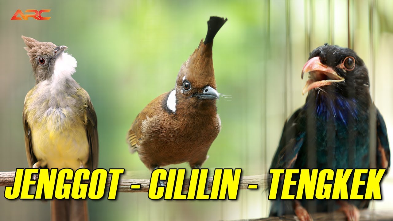 MASTERAN KOMBINASI CUCAK JENGGOT - CILILIN - TENGKEK BUTO